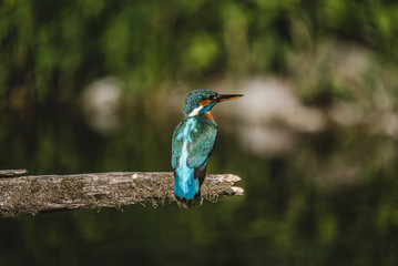 Kingfisher