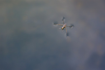 Water Striders or Pond Skaters 