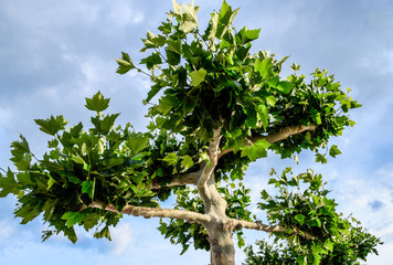 Maple tree with green leaves in the city park