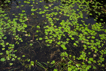 Water lily and pond lily ( Nymphaea ), green leaves on surface of the shallow water