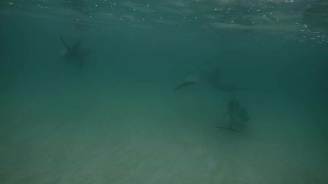 A slow motion shot of dolphins underwater travelling in the ocean.