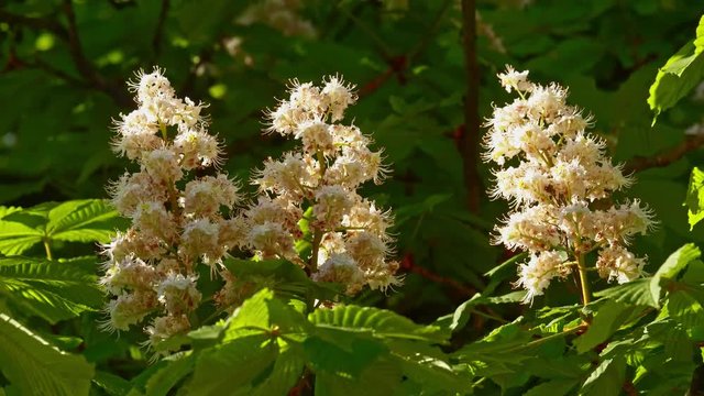 Close-up of a chestnut inflorescence. a chestnut tree leaves, on a sunny day.