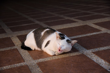 Gray cat lying on the ground, Look with drowsiness.