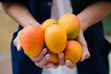 Fresh mango fruit on farmer's cupped hand