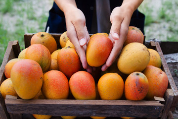 Fresh mango fruit harvest from organic farm by farmer