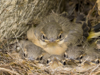 Bergeronnette-je suis le plus fort