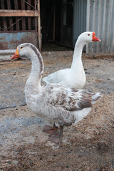 Two domestic goose in the yard. Geese looking in different directions