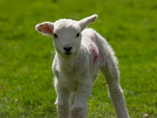 Naklejka na ściany i meble Baby Lamb