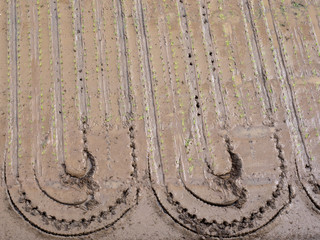 Wheel track on rice paddy