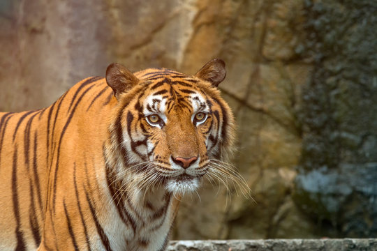Close up of Indochinese Tiger standing in front of cave and looking at camera; Panthera tigris corbetti coat is yellow to light orange with stripes ranging from dark brown to black