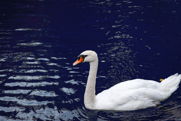 One white swan on lake blue water in the wild. Beautiful graceful swan swimming in a pond