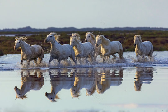 Cavalli della camargue 