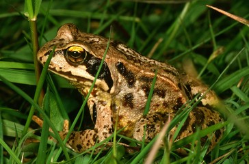 Grasfrosch, common frog, Rana temporaria