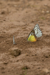 Yellow butterflys on the ground