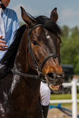 Fototapeta premium Race horse funny face portrait with jockey