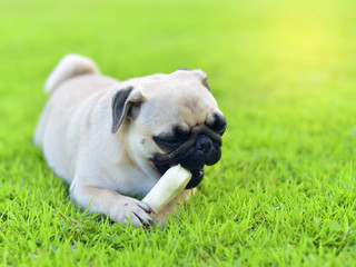 Cute little Pug with a bone in garden
