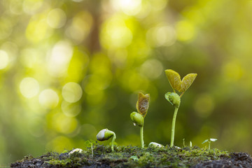 Close up of a young plant sprouting from the tropical green ground with green bokeh background