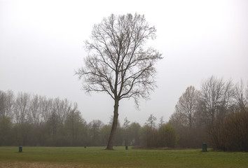 Obraz premium Tree in the mist on grass field with waste bins. Reeuwijk, the Netherlands.