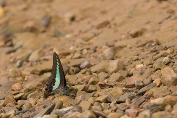 Yellow butterflys on the ground