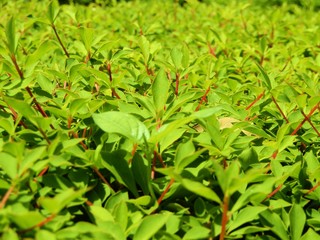 ドウダンツツジ