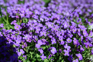 Fototapeta premium purple flowers on the field