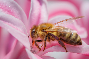 Bee on a pink flower collecting pollen and gathering nectar to produce honey in the hive - with left copy space