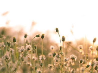 abstract nature flower grass