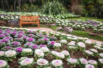 wood chair in the cabbage ornamental garden of angkhang thailand.