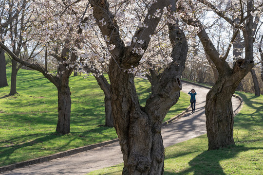 Japanese cherry blossom trees in the morning light. Spring sunrise in High Park, Toronto.