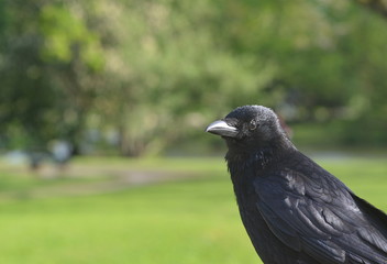Crow
