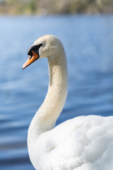 Obraz premium Beautiful graceful swan near a pond at springtime. Elegant bird grooming on water's edge, strong curved neck.