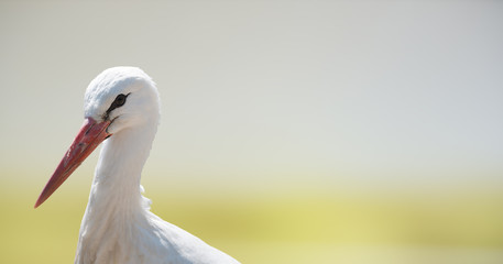 White stork on soft natural background