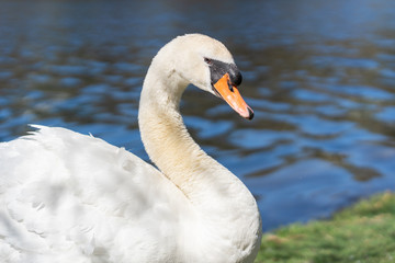 Beautiful graceful swan near a pond at springtime. Elegant bird grooming on water's edge, strong curved neck.