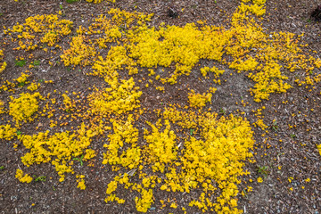 Yellow Ground Cover