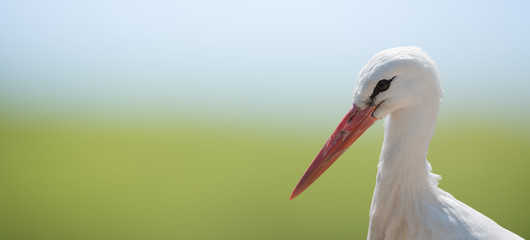 White stork on soft natural background