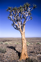 aloe or quiver tree, fish river canyon, karas, namibia, africa
