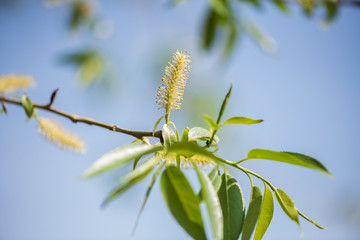Earrings on white willow branches against the blue sky. A small fly on a young green leaf. Blurred background.