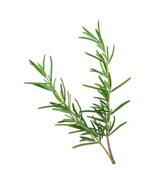 rosemary isolated on white background