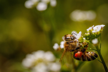 Bee on a white flower collecting pollen and gathering nectar to produce honey in the hive - with left copy space