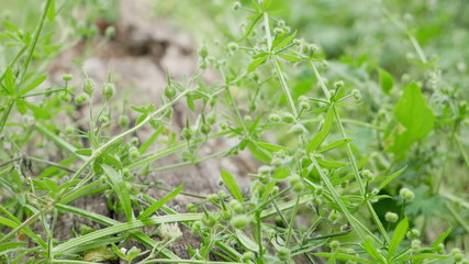 close up view of plants on log in the summer time