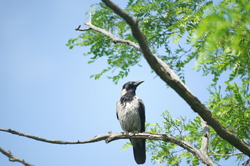 a bird of crows sitting on a tree branch