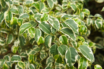 Ficus benjamina samantha green and white foliage