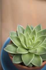 crockery and cactus