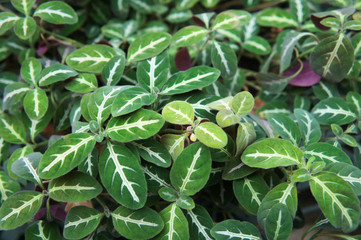 Ruellia portellae or ruellias or wild petunias green plant leaves