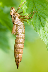 Macrofotografia di un insetto Aeshnidae