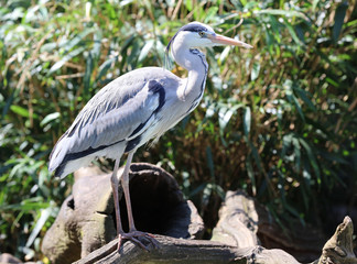 Close up of a Grey Heron looking for food