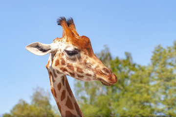 Portrait of a giraffe in the nature