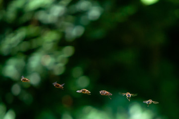 Schwebfliege im Flug 