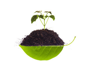 Sapling on pile on leaf