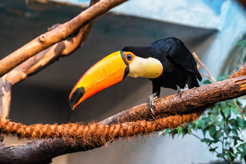 cute Toco Toucan